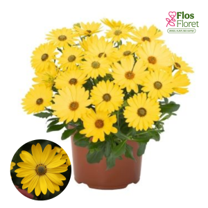 M30. Akmeņsēkle - Erato Basket Yellow