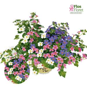 H99. Skrajā sutera - TrioMio Everest