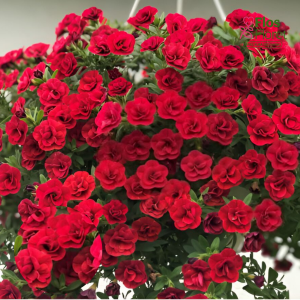 H42. Kalibrahoja - Calita Double Red