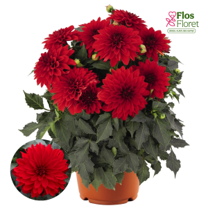 K21. Dārza dālija - Hypnotica Red