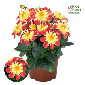 K23. Dārza dālija - Summer Bees Red Star