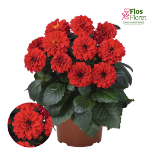 K24. Dārza dālija - Temptation Red	