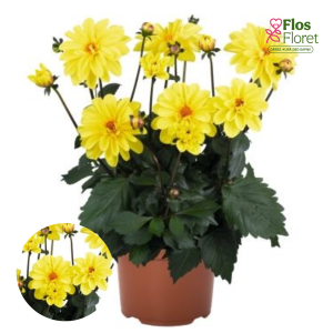 K25. Dārza dālija - Temptation Yellow