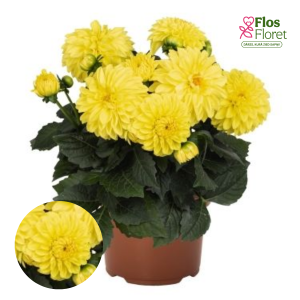 K27. Dārza dālija - Durango XXL