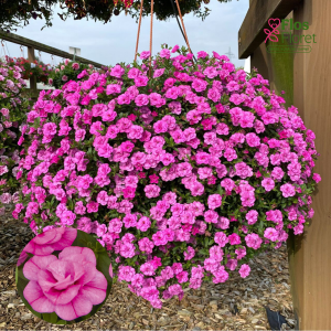 H43. Kalibrahoja - Calita Double Rosy