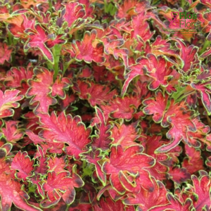 M76. Skaistnātrītes - Copinto Planters Punch