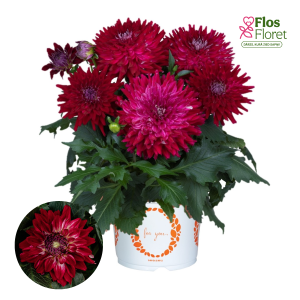 K28. Dārza dālija - Raspberry Ice XXL