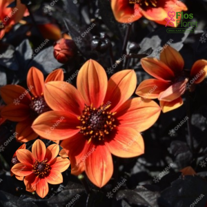 K31. Dārza dālija - Dark Orange