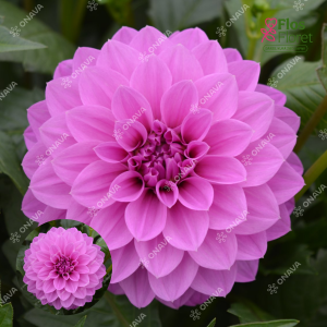 K32. Dārza dālija - Lubega Power Lavender