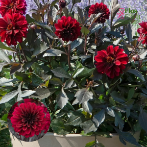 K37. Dārza dālija - Garden Aruna