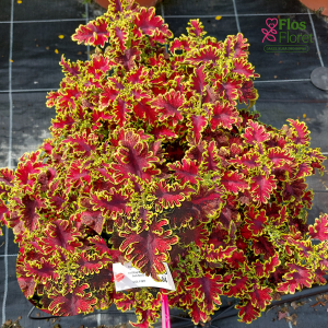 M77. Skaistnātrītes - Malibu Red-Green