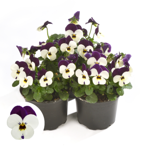 Atraitnītes - Cornet White Violet