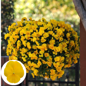 Atraitnīte - Cool Wave Golden Yellow