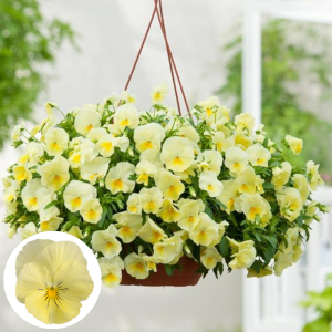 Atraitnīte - Cool Wave Lemon Surprise