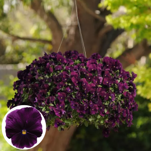 Atraitnīte - Cool Wave Purple