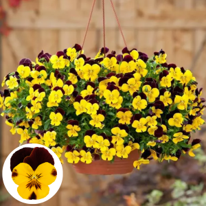 Atraitnīte - Cool Wave Red Wing