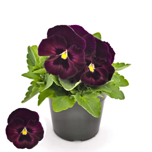 Atraitnīte - DeluXXe Rose Velour