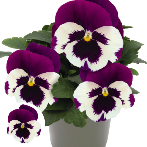 Atraitnīte - DeluXXe White Violet Wing