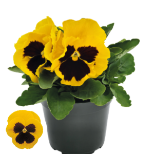 Atraitnīte - DeluXXe Yellow Blotch