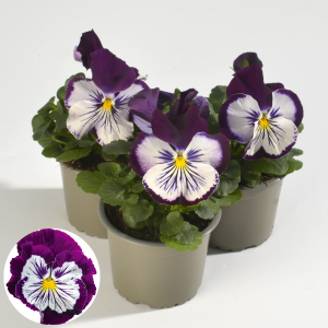 Atraitnīte - Cats Purple White