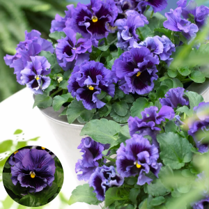 Atraitnīte - Frizzle Sizzle Blue