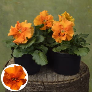 Atraitnīte - Frizzle Sizzle Orange