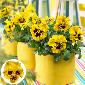 Atraitnīte - Frizzle Sizzle Yellow