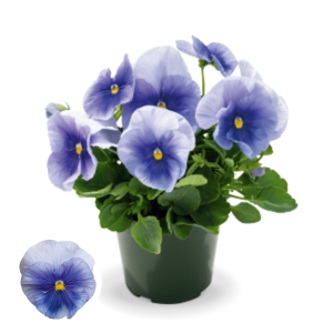 Atraitnīte - Inspire Plus Light Blue (Azur)