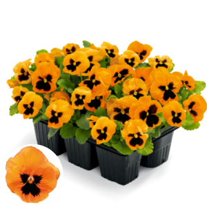 Atraitnīte - Inspire Plus Orange Blotch