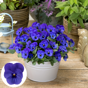 Atraitnīte - Cornet Blue Blotch