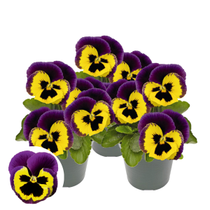 Atraitnīte - Inspire Plus Yellow Purple Wing