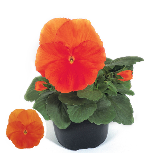 Atraitnīte - Select Orange Imp.