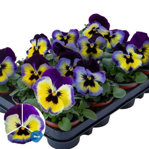 Atraitnīte - Inspire Plus Blueberry Lemon