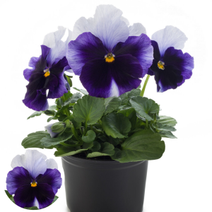 Atraitnīte - Inspire Plus Beaconfield Imp.