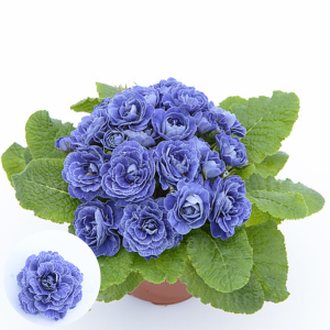 Primula -  Belarina Baltic Blue