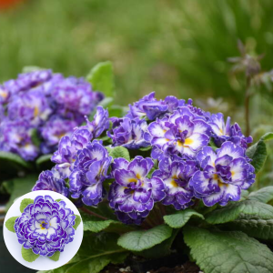 Primula - Belarina Blue Ripples