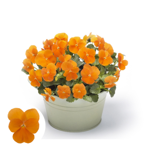 Atraitnīte - Cornet Deep Orange