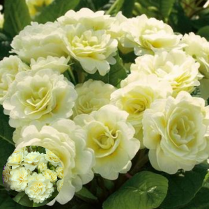 Primula -  Belarina Cream