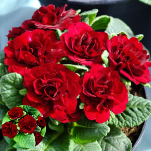 Primula - Belarina Valentine