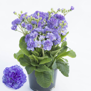 Primula - Pollyanna Crystal Fountain