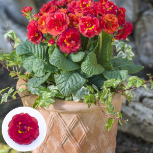 Primula - Pollyanna Flame