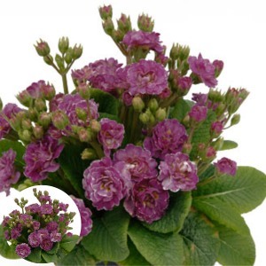 Primula - Pollyanna Pink Fountain