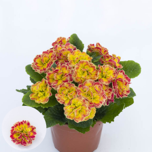 Primula - Prima Belerina Carnival