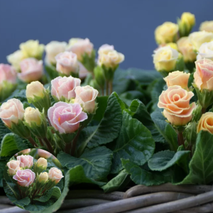 Primula -  Bellerose Rose