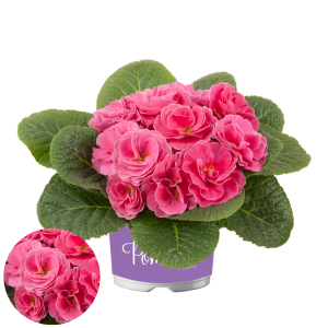 Primula - Pom Pom F1 Early Bonbon Rose