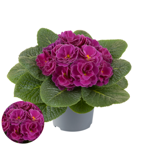 Primula - Pom Pom F1 Early Lilac Picotee