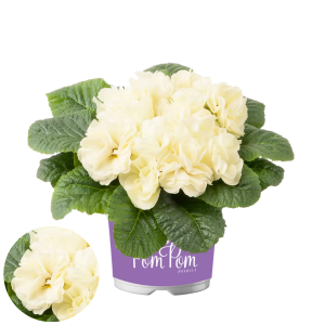 Primula - Pom Pom F1 Early Lime