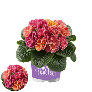 Primula - Pom Pom F1 Early Mandarin