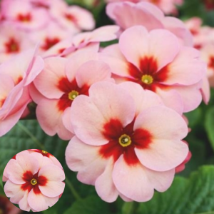 Primula - Inara Apricot with Red Eye