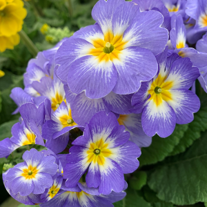 Primula - Inara Blue Bicolor